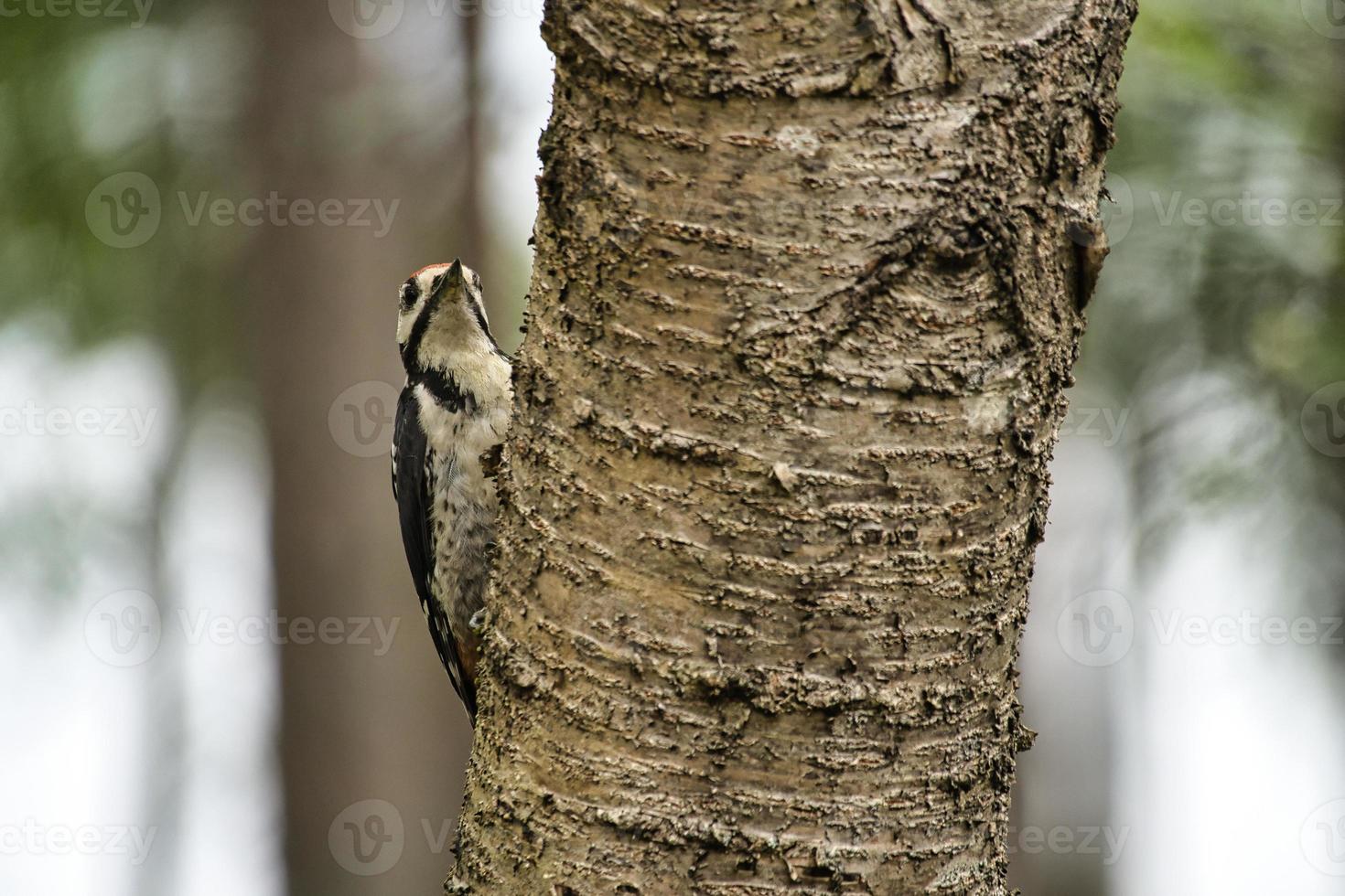 Pic épeiche se nourrissant dans la forêt sur un arbre avec un arrière-plan flou photo