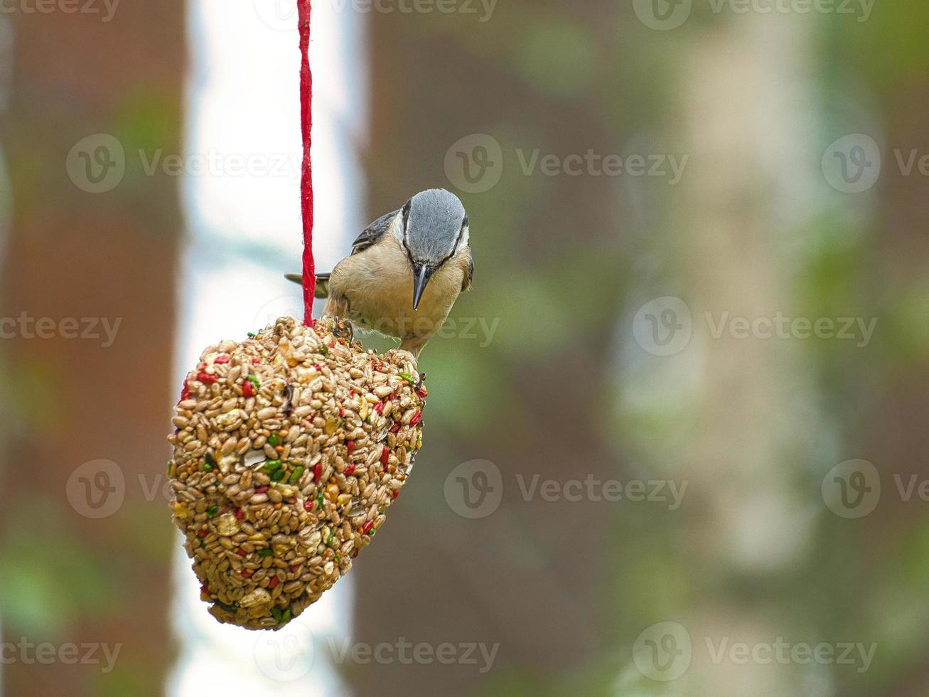 sittelle, observée à un cœur nourricier se nourrissant en forêt. petit oiseau blanc gris photo