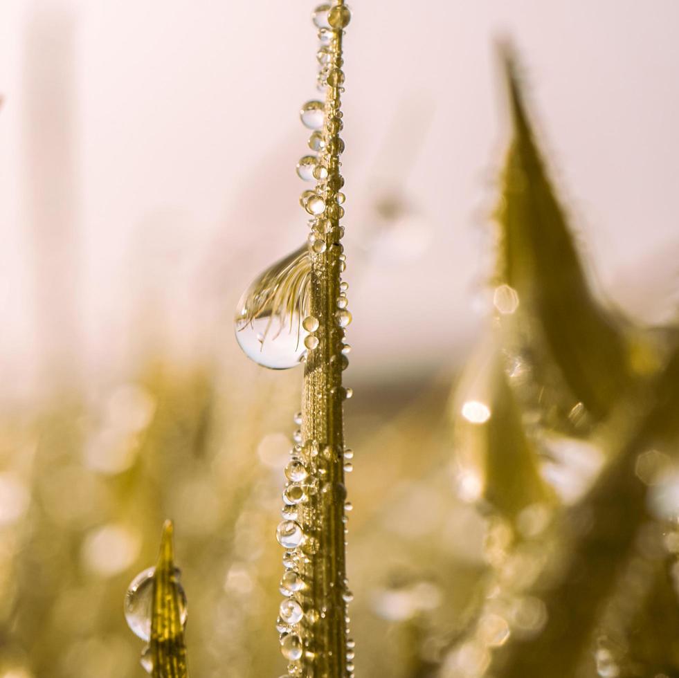 gouttes de pluie sur l'herbe les jours de pluie en automne photo