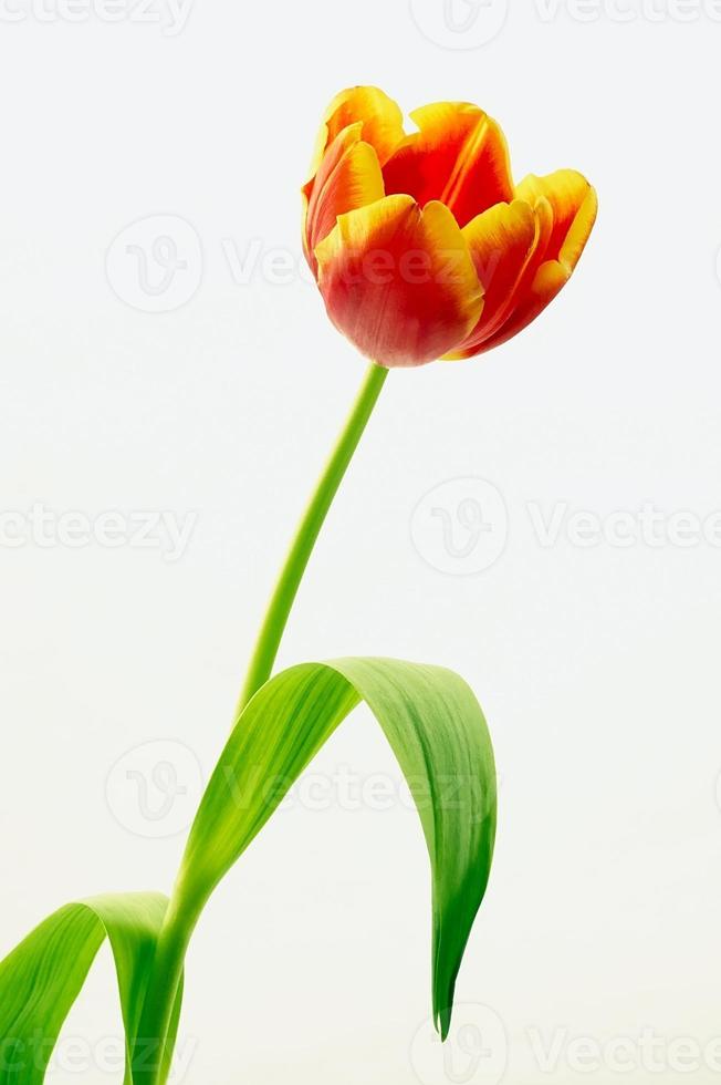 belles fleurs de tulipes photo