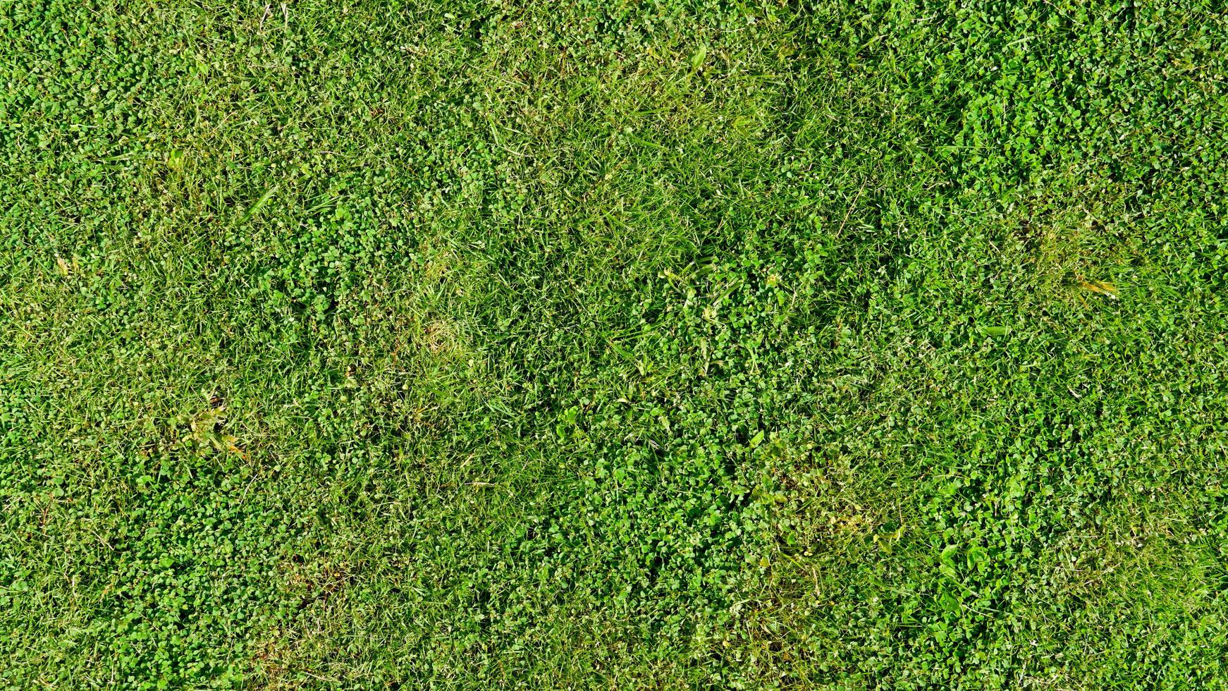 vue ci-dessus de l'herbe verte. sol en gazon avec différents types d'herbe combinés. pour le fond et texturé. photo