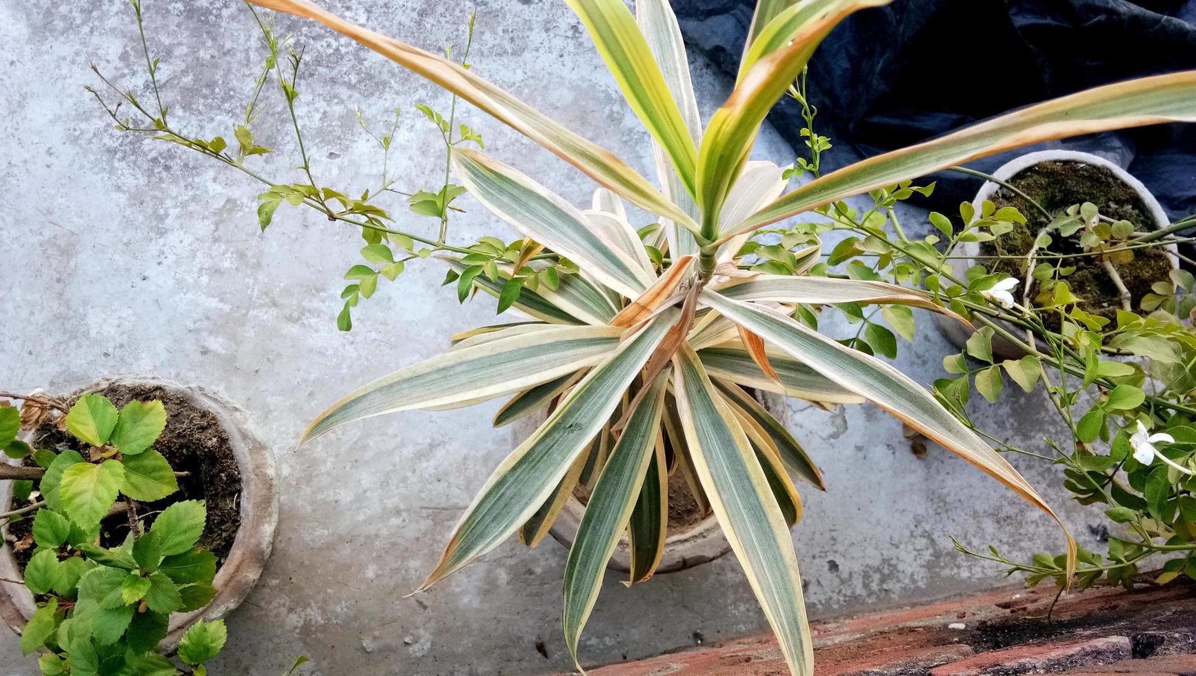 feuilles vertes d'une plante dans un pot photo