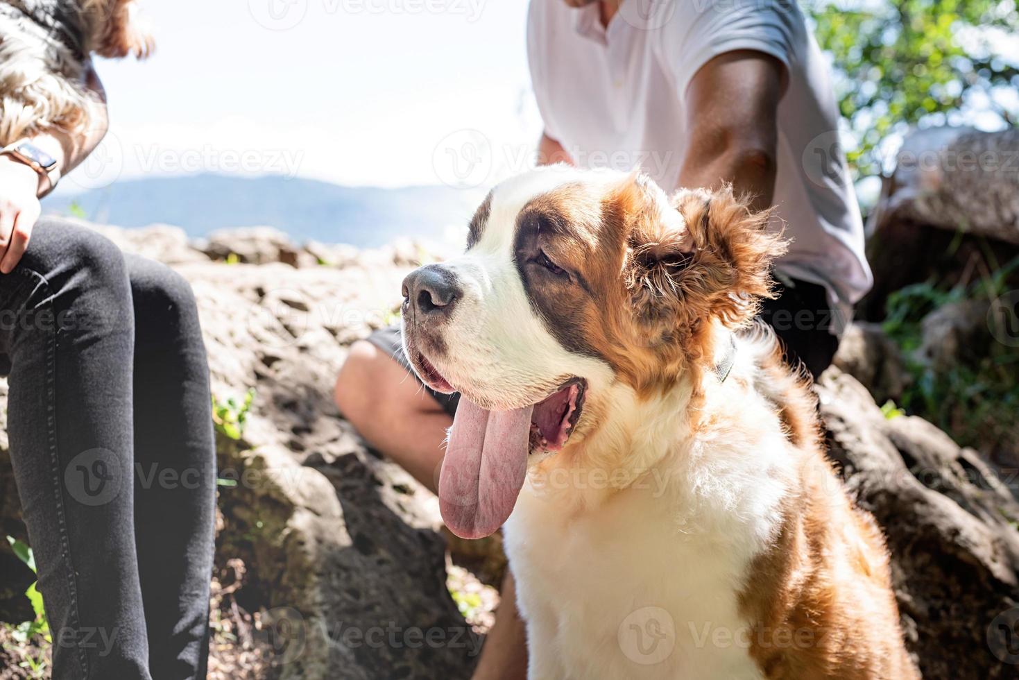jeune couple voyageant avec des chiens à la montagne, chien saint-bernard et yorkshire terrier photo