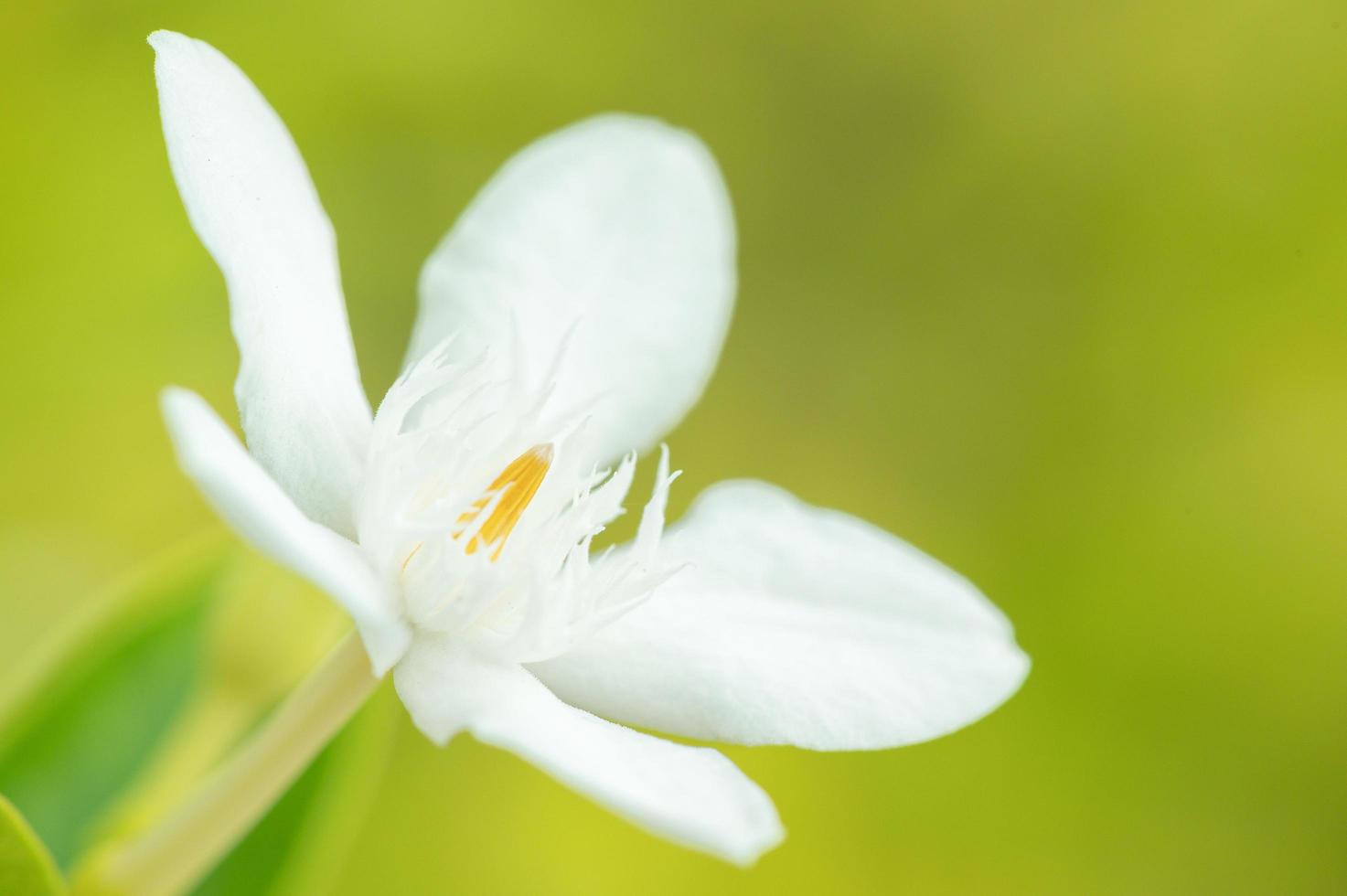 fleur blanche dans le jardin photo