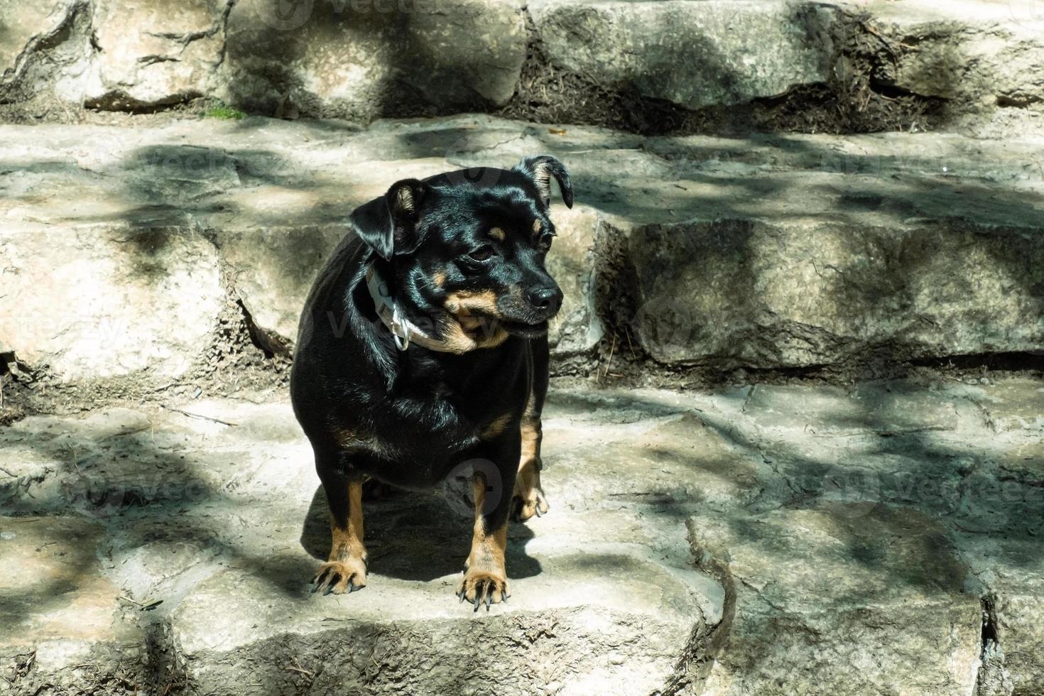 un petit chien noir sur les marches de pierre photo