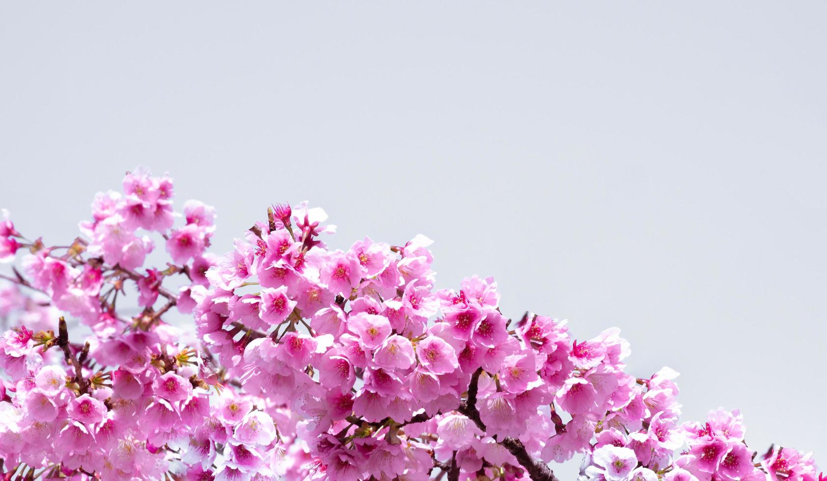 couleur pastel douce belle fleur de cerisier sakura fleurissant avec fondu en fleur de sakura rose pastel, pleine floraison une saison printanière au japon photo