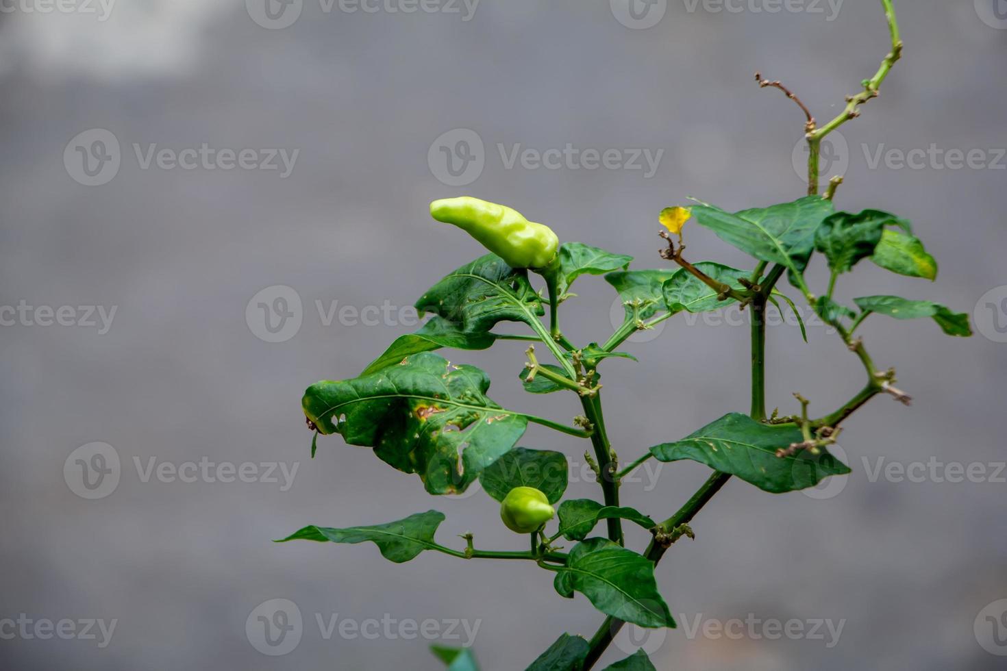 pimentier. Le piment est un fruit et une plante du genre capsicum. le fruit peut être classé comme un légume ou une épice, selon la façon dont il est utilisé. photo