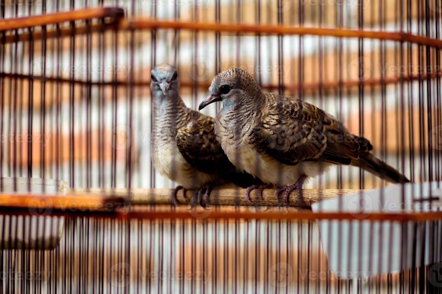 perkutut jawa est une espèce d'oiseau de la tribu des columbidae. photo