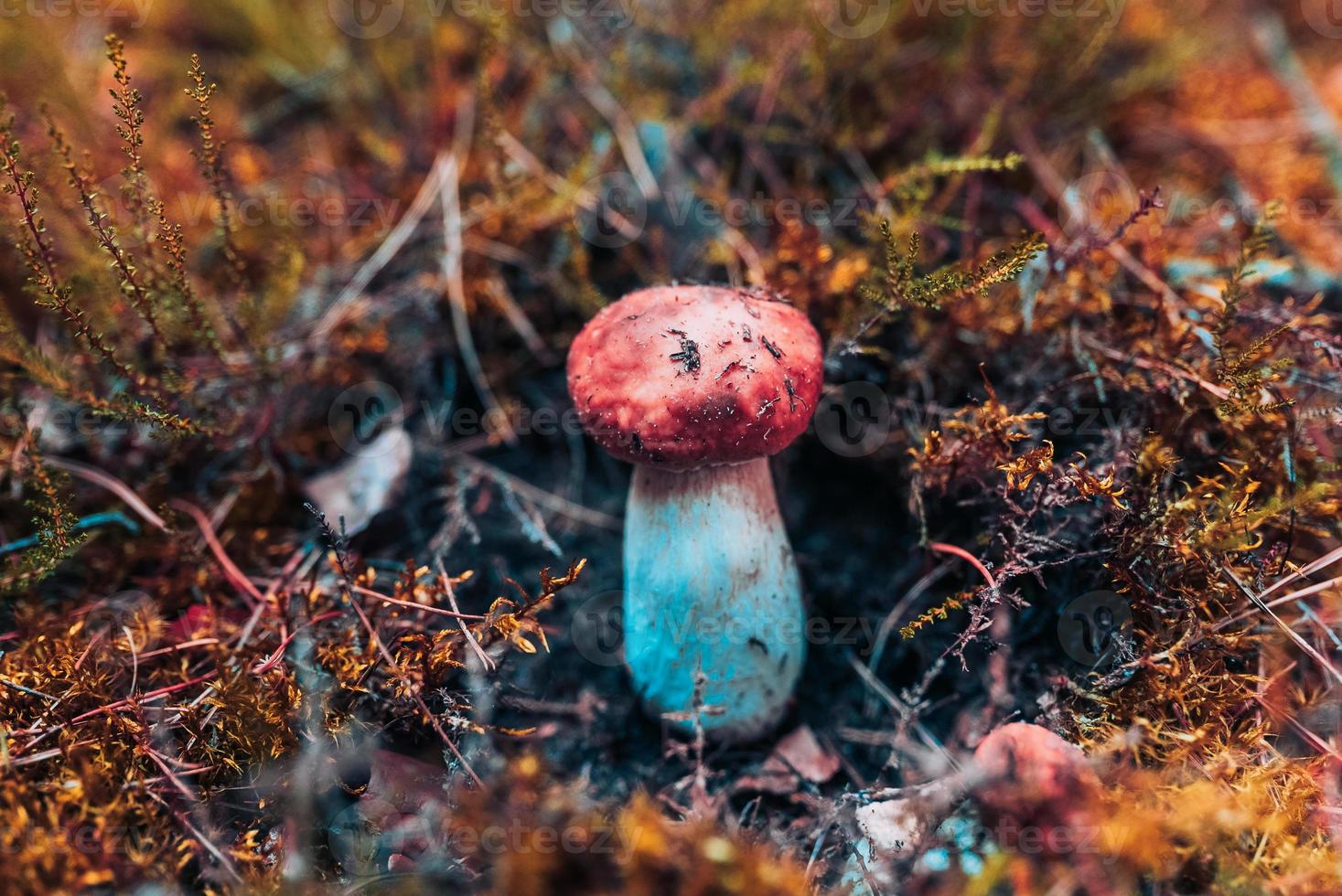 savoureux petit beau cèpe dans une belle forêt parmi la mousse, gros plan photo