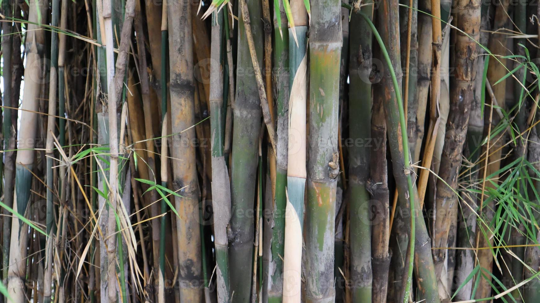 motif et texture de l'écorce des arbres photo