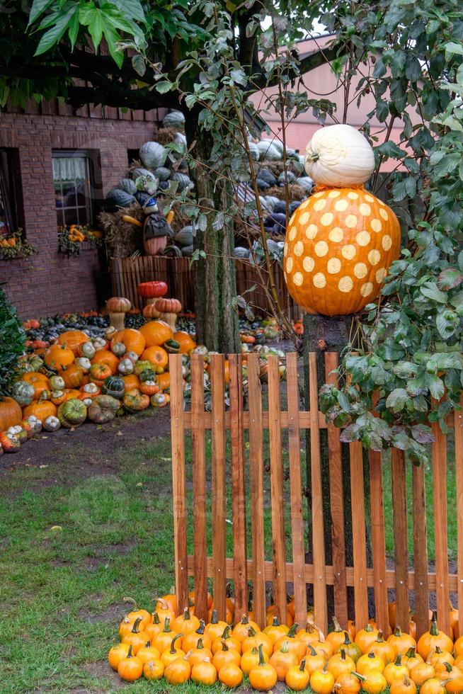 citrouilles dans le jardin photo