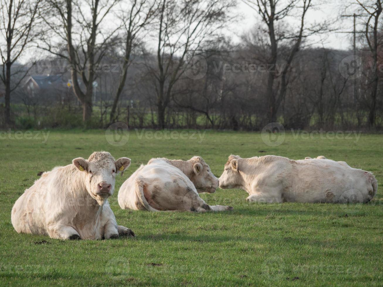 vaches sur un pré en westphalie photo