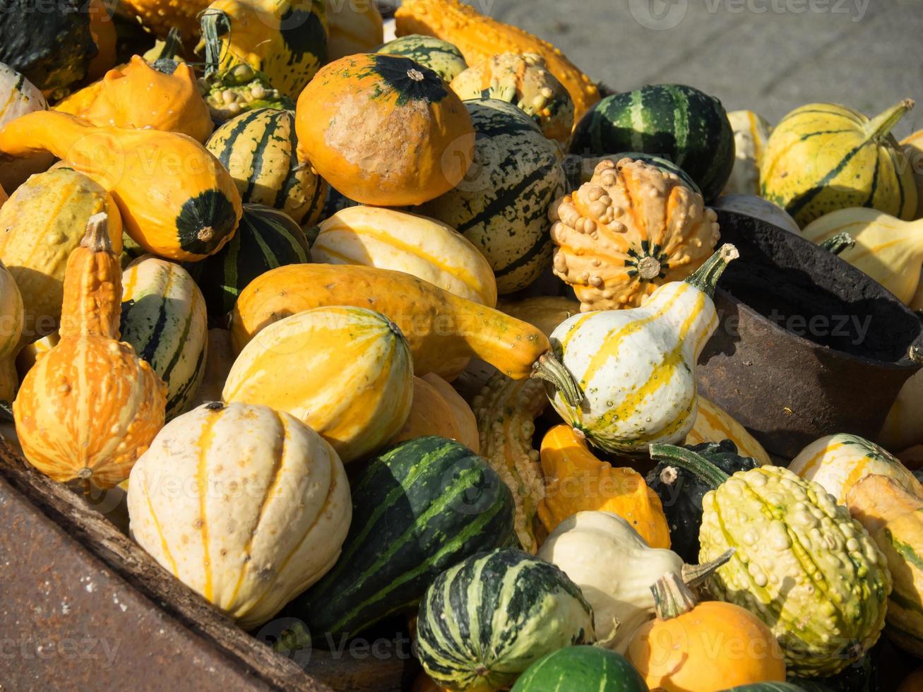 citrouilles dans un jardin allemand photo