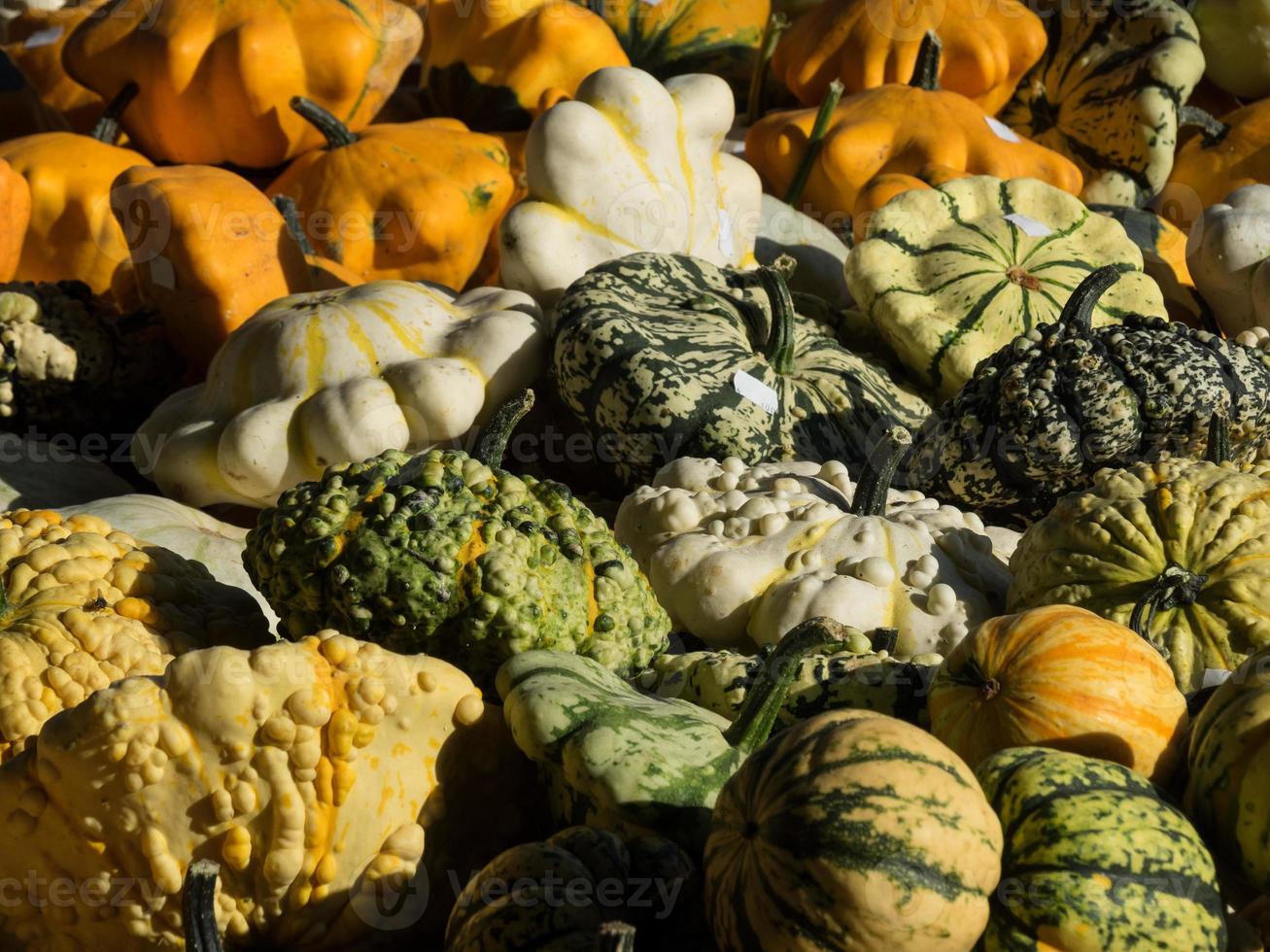 beaucoup de citrouilles dans le jardin photo