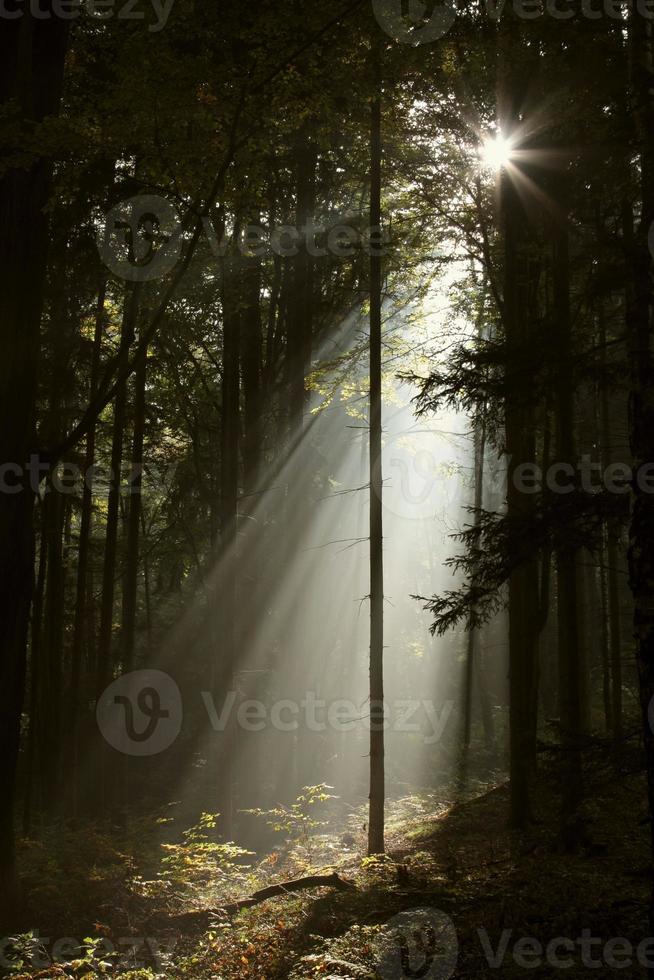 les rayons du soleil pénètrent dans la forêt de conifères brumeux photo