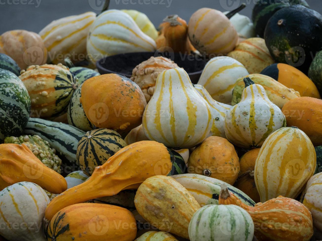 citrouilles dans un jardin allemand photo