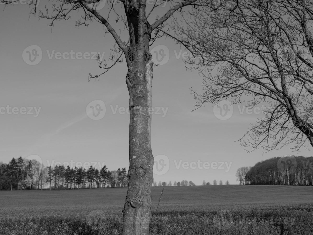 paysage westphalien près de billerbeck photo