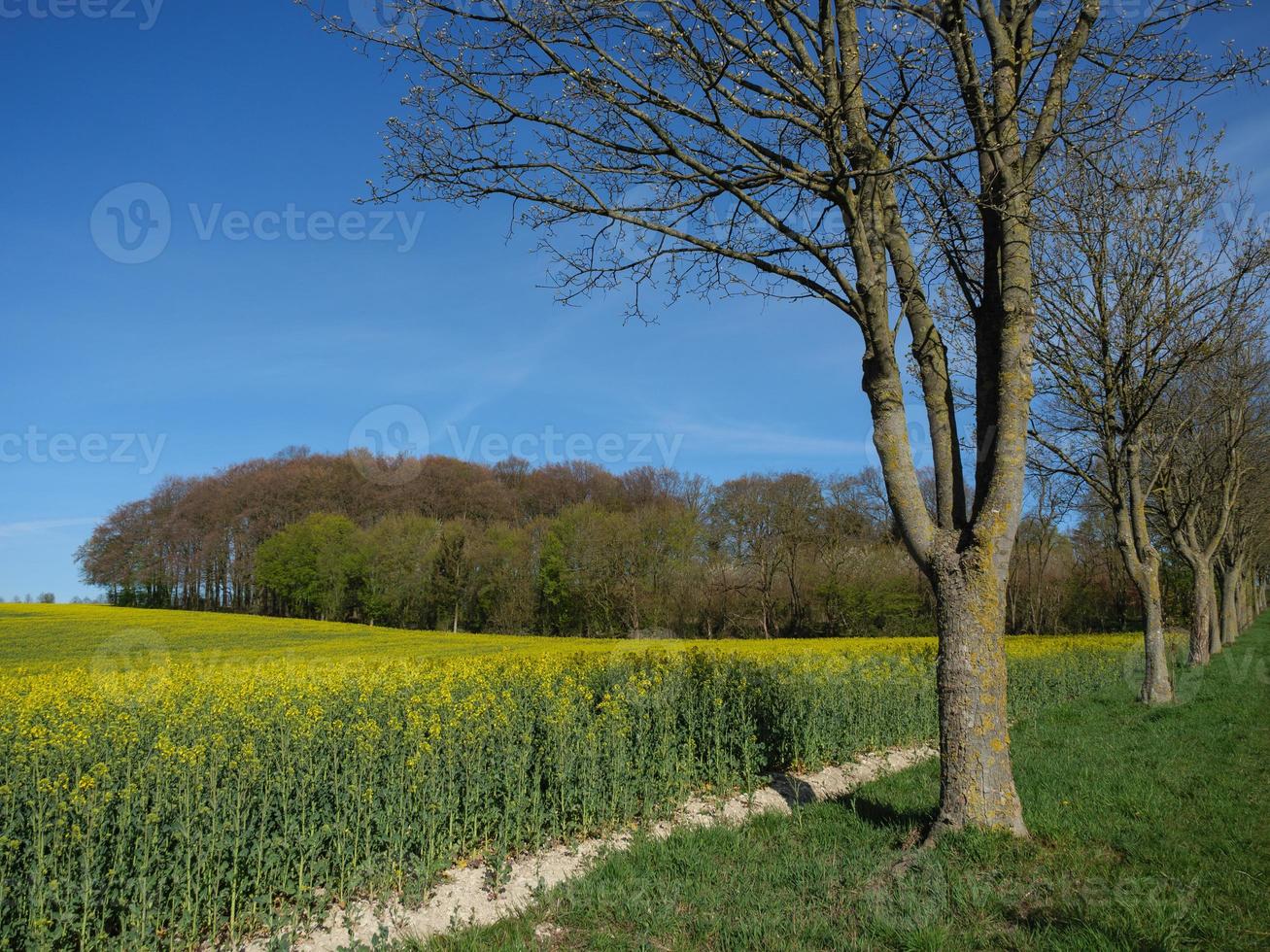 le printemps dans la baumberge allemande photo