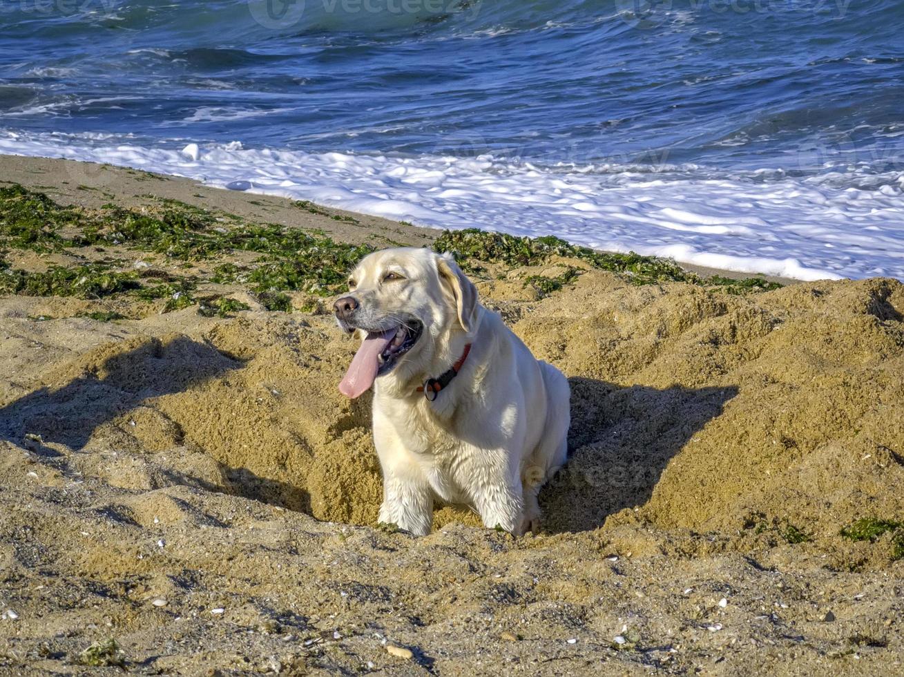 labrador à la plage près de la mer. photo