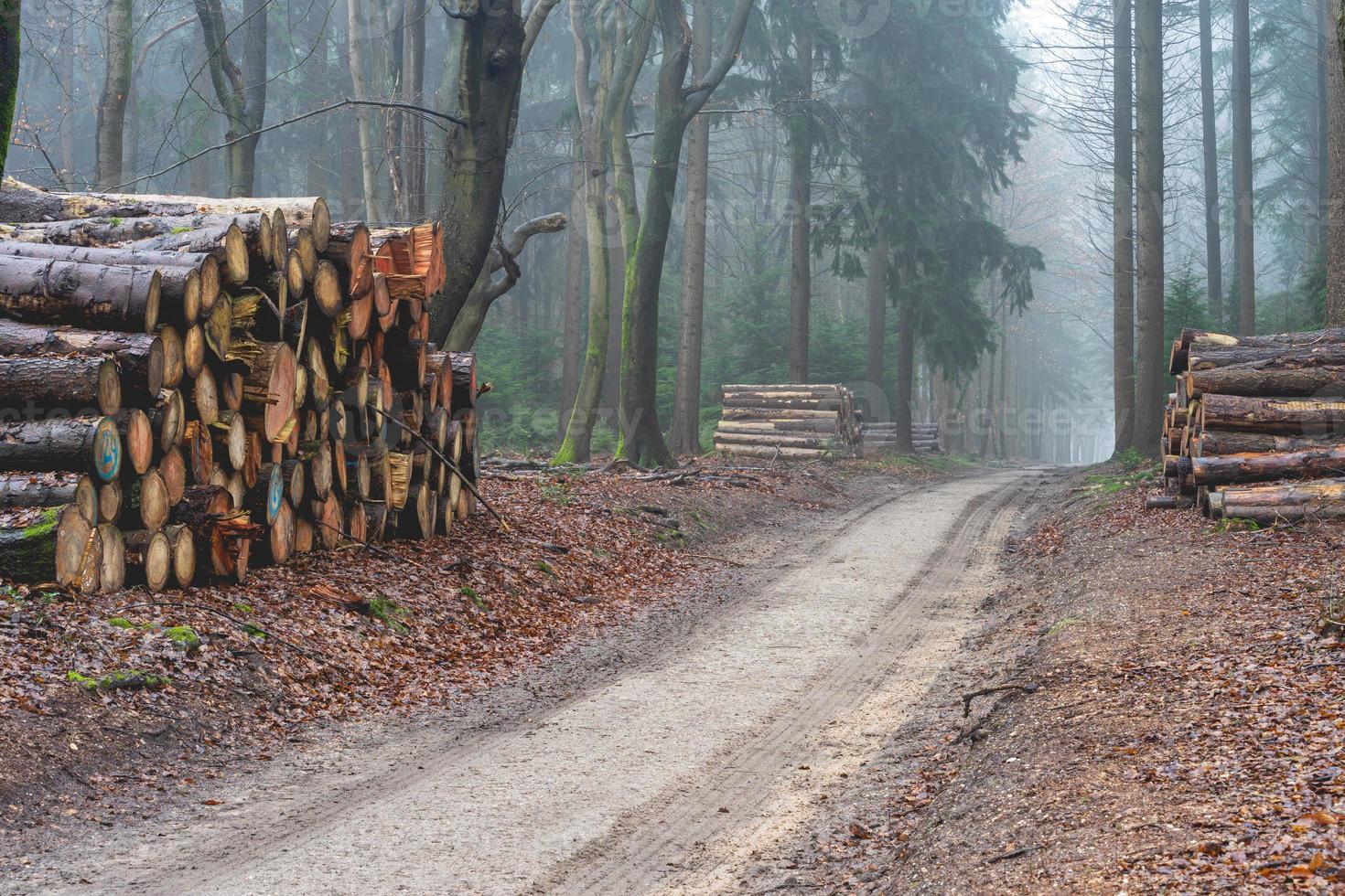 bois coupé dans la forêt des pays-bas, speulderbos, veluwe. photo