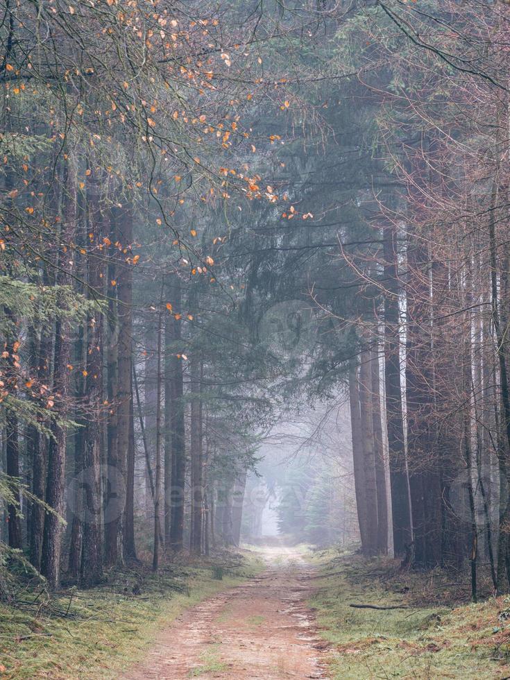 jour brumeux dans la forêt aux pays-bas, speulderbos veluwe. photo