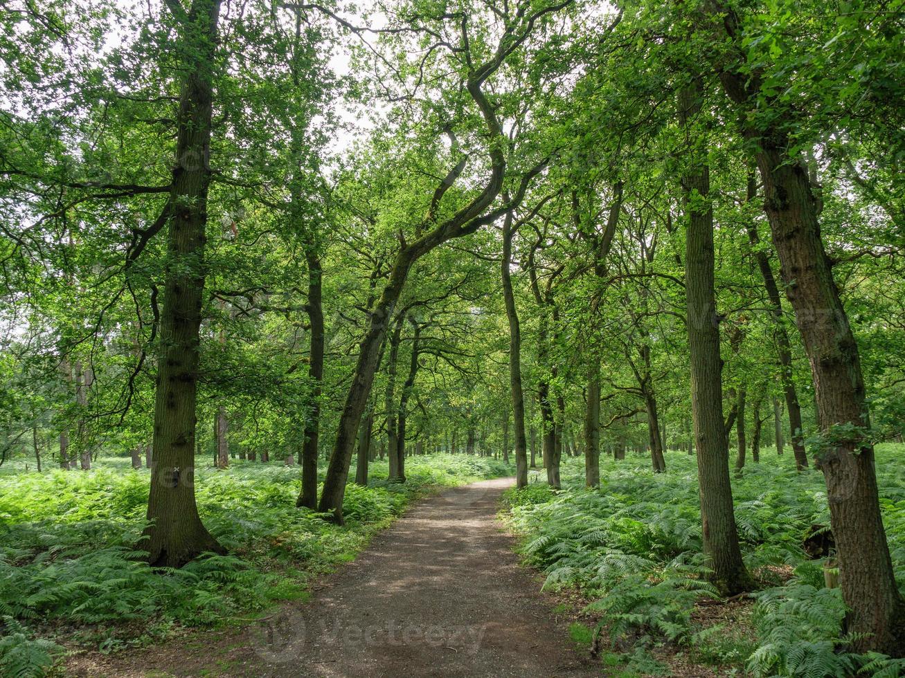 randonnée dans une forêt allemande photo