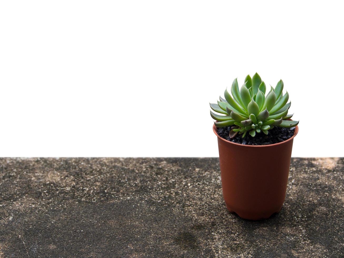 les plantes succulentes de terrarium viennent dans des pots en plastique circulaires bruns, isolés sur fond blanc avec un tracé de détourage photo