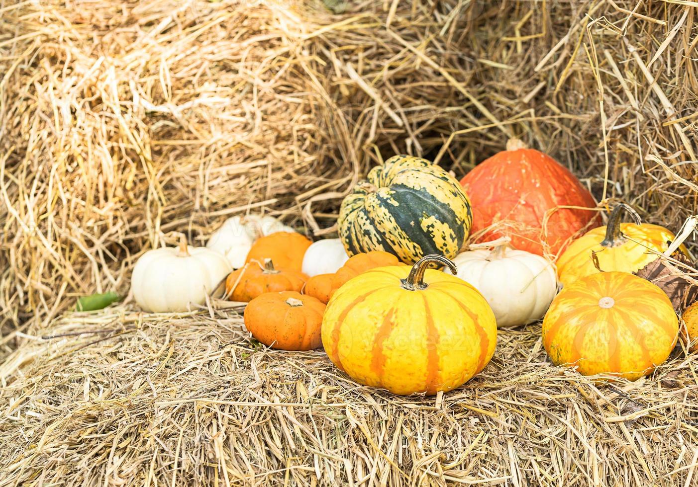 bouquet de citrouilles à vendre photo