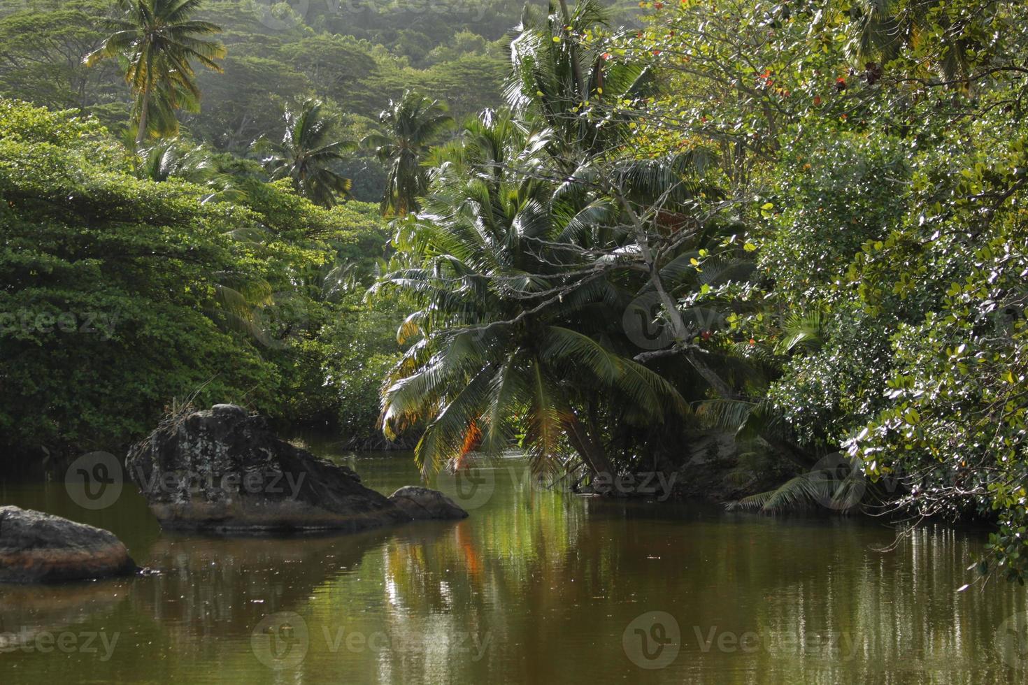 palmier surplombant un lac photo