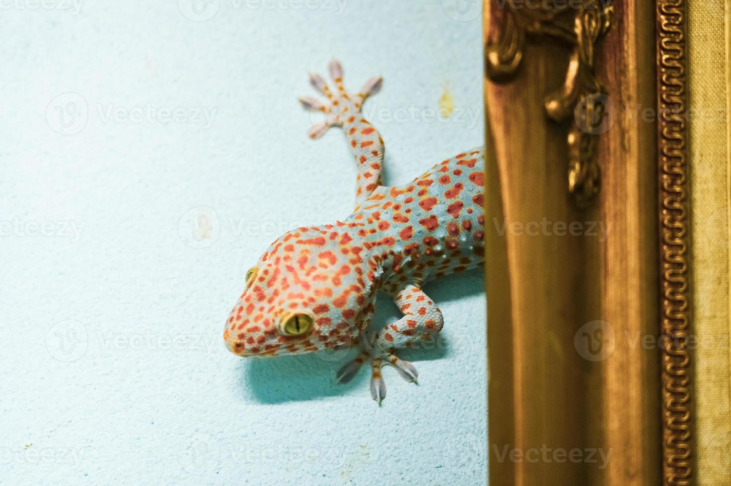 un gros gecko s'accroche à un mur de ciment et vit derrière un cadre photo. photo