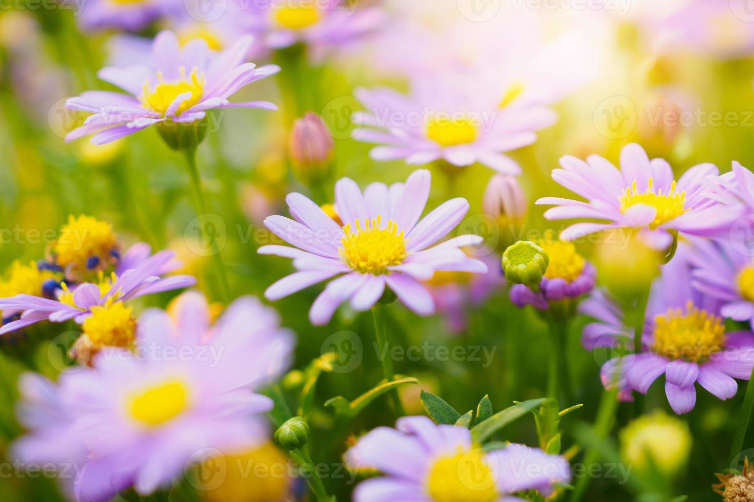 belles fleurs de marguerite sur le pré vert photo