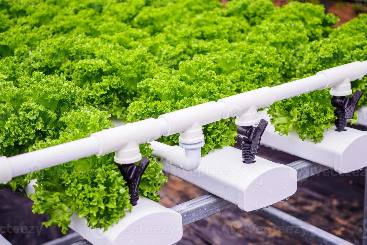 plante de salade de laitue à feuilles vertes biologiques fraîches dans un système de ferme de légumes hydroponique photo