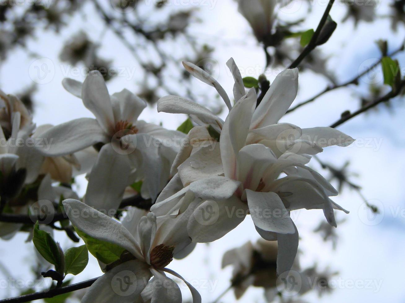 fleur de magnolia blanc contre le ciel en gros plan photo