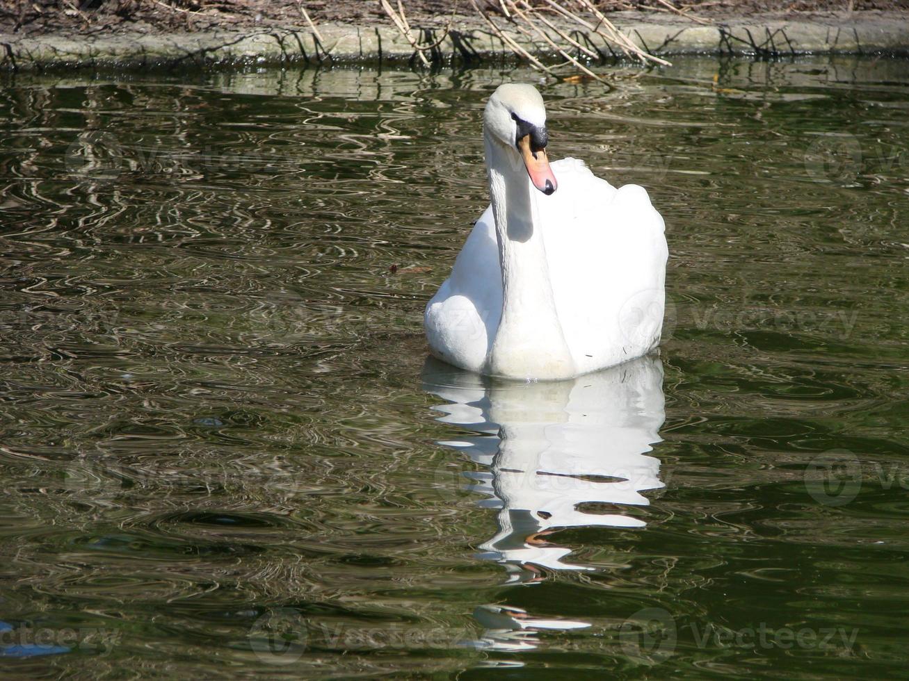 beau cygne sur une réflexion de rivière bleue cristalline photo