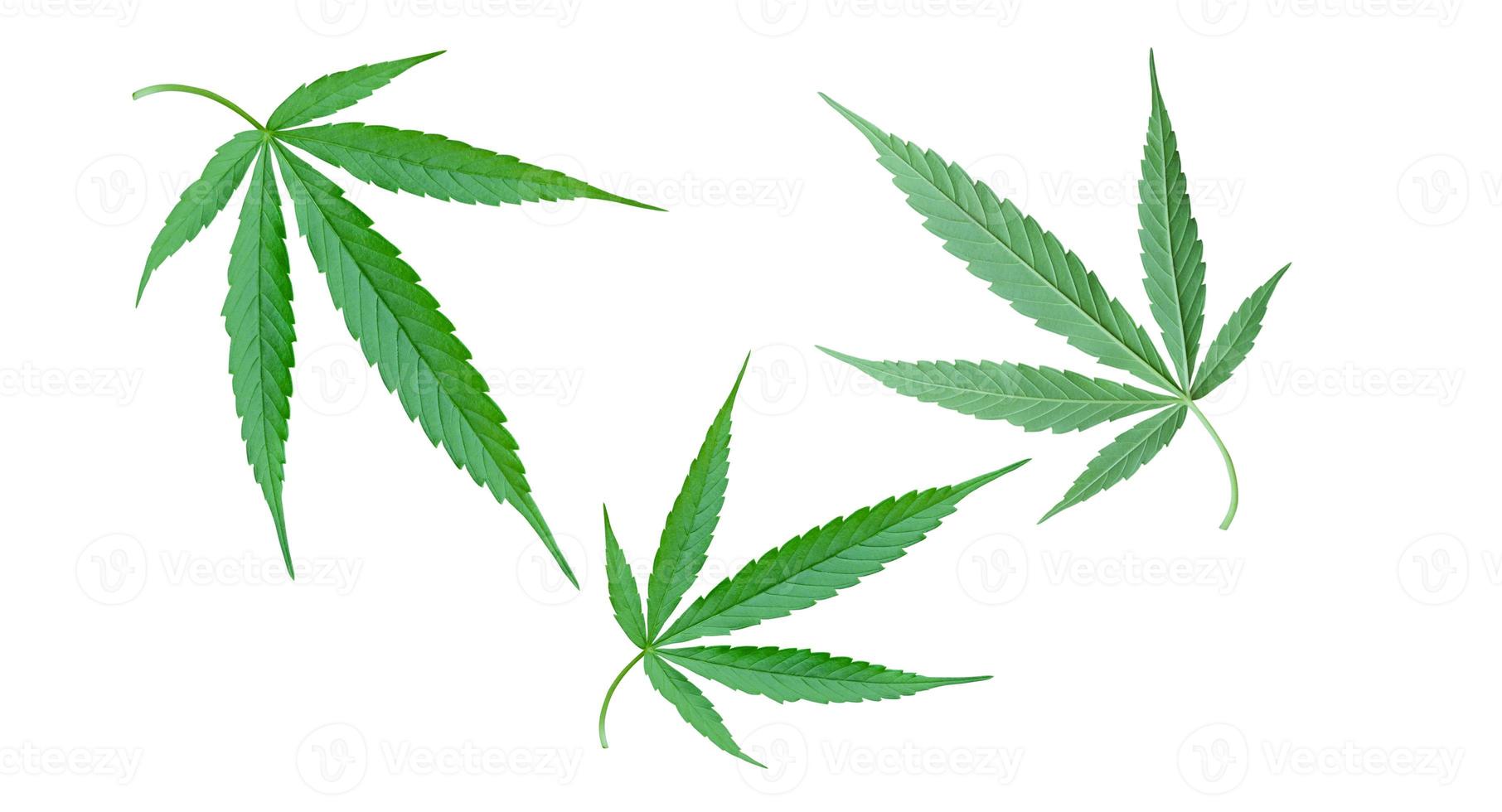 Feuille de cannabis isolé sur fond blanc photo