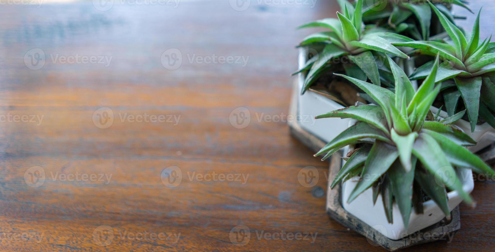 petits arbres en pots avec copie espace sur une table en bois photo