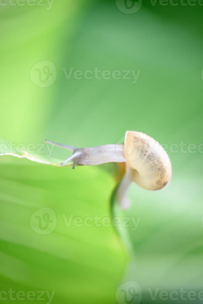 un petit escargot brun s'accroche à une feuille dans le jardin. photo