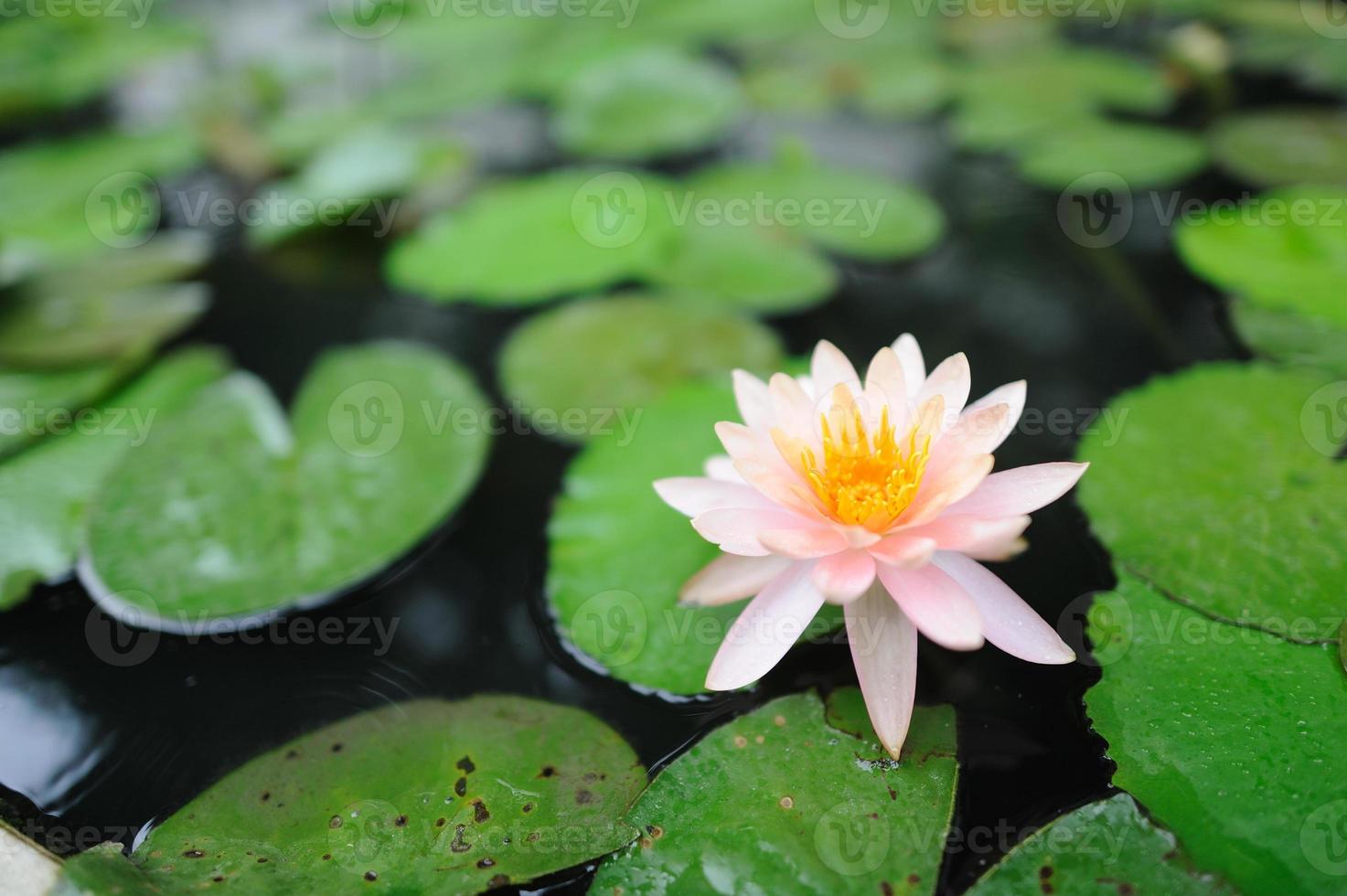 cette belle fleur de nénuphar ou de lotus photo