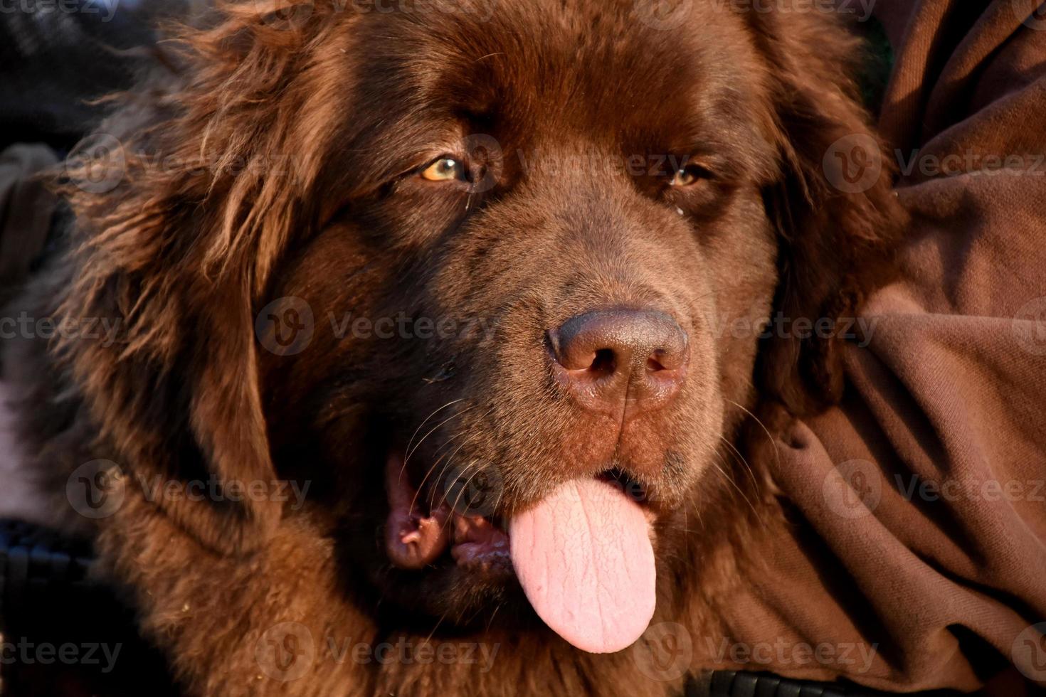 visage étonnant d'un chien de terre-neuve brun doux photo