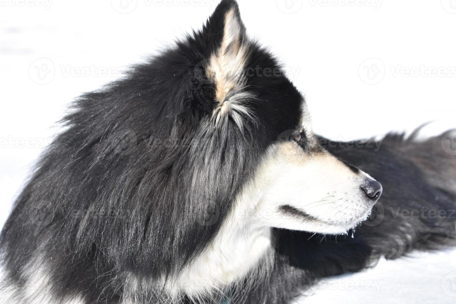 profil d'un chien husky sibérien se reposant dans la neige photo