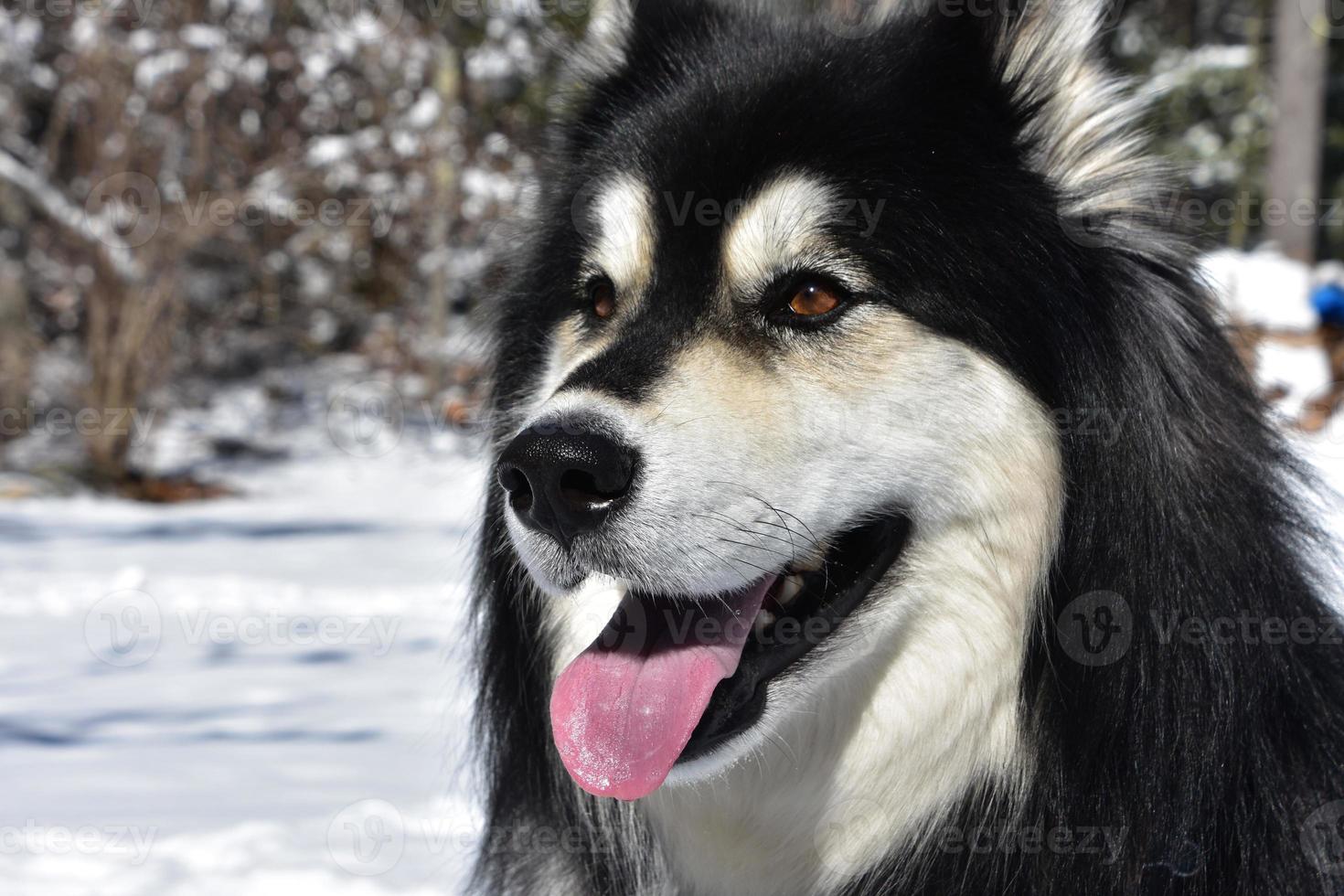 grosse langue rose qui sort sur un husky noir et blanc photo