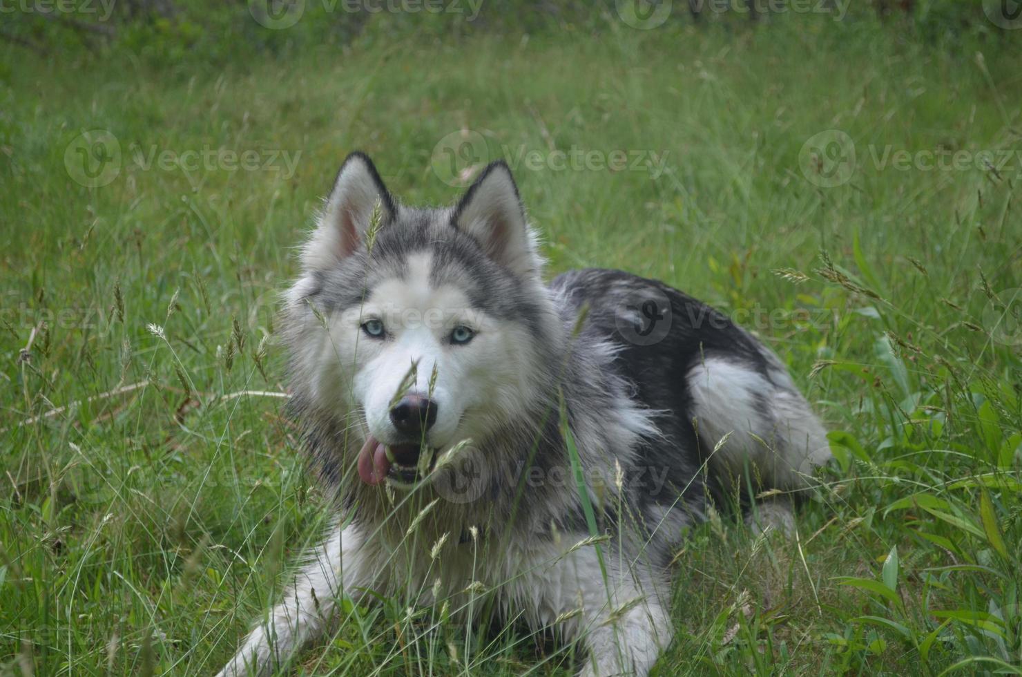 husky sibérien chaud et fatigué photo