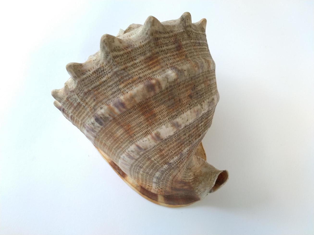 gros coquillage isolé sur fond blanc. bon pour une utilisation sur tout type d'entreprise liée à la mer, à la marine, aux animaux, à la nature, à la vie sauvage photo