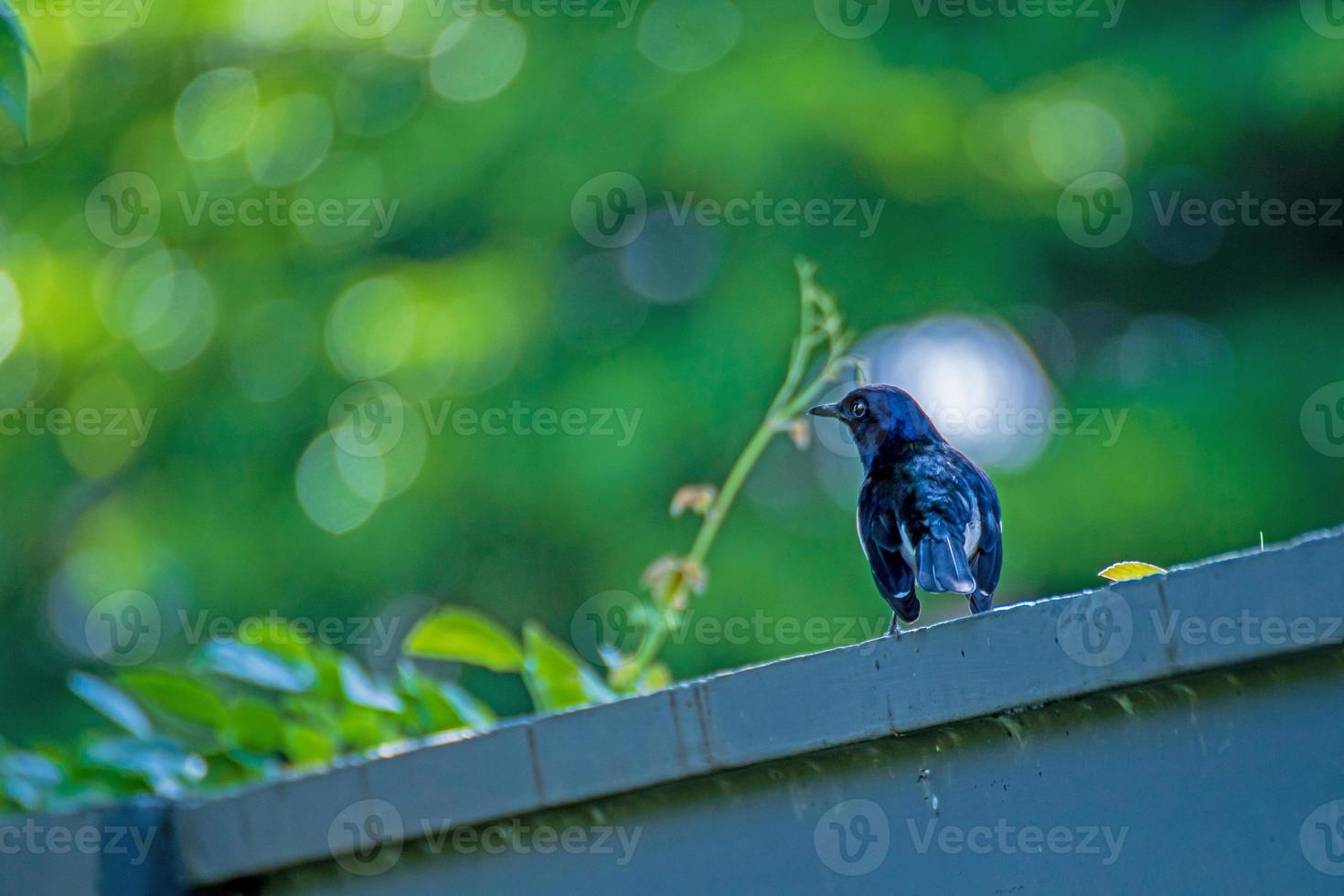 oriental magpie robin debout sur la clôture photo