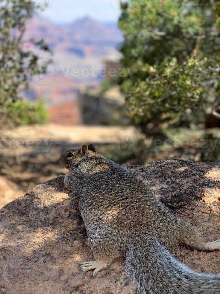 écureuil vous attend au parc national du grand canyon photo