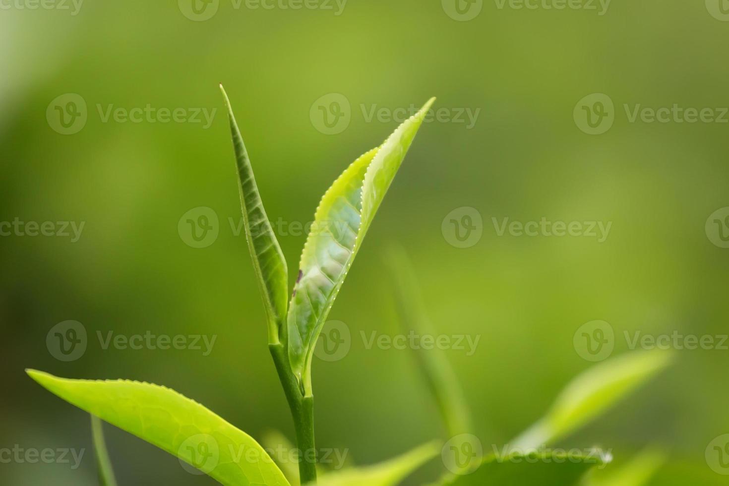feuilles de thé photo
