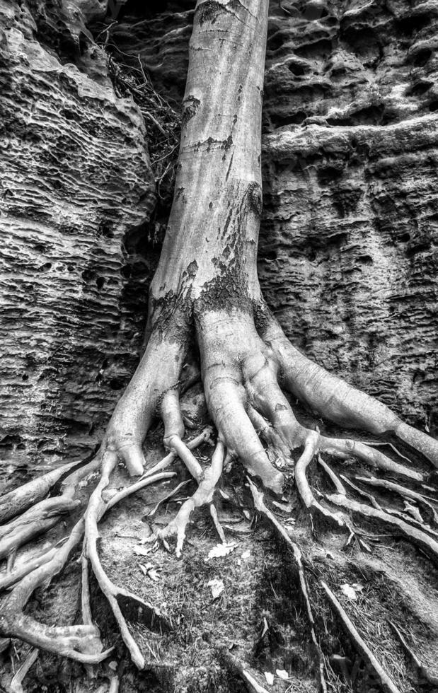 tronc d'un arbre à feuilles caduques avec des racines massives photo