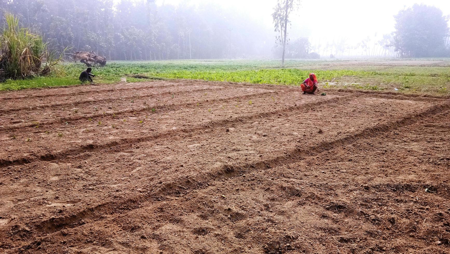 lucknow, uttar pradesh novembre 2019 femmes rurales non identifiées travaillant sur le terrain, une scène agricole indienne. photo