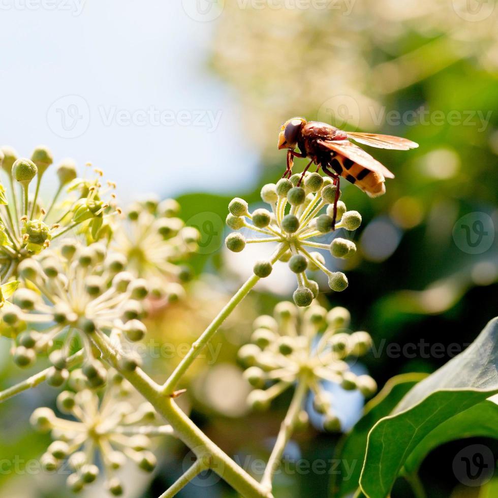 Flower fly volucella inanis sur les fleurs de lierre photo