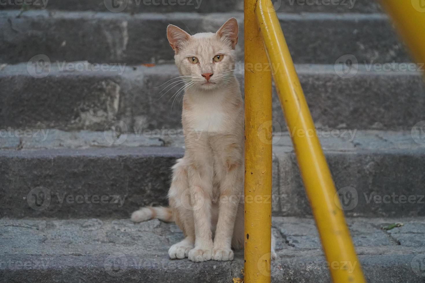 le mignon chat de rue sans abri photo